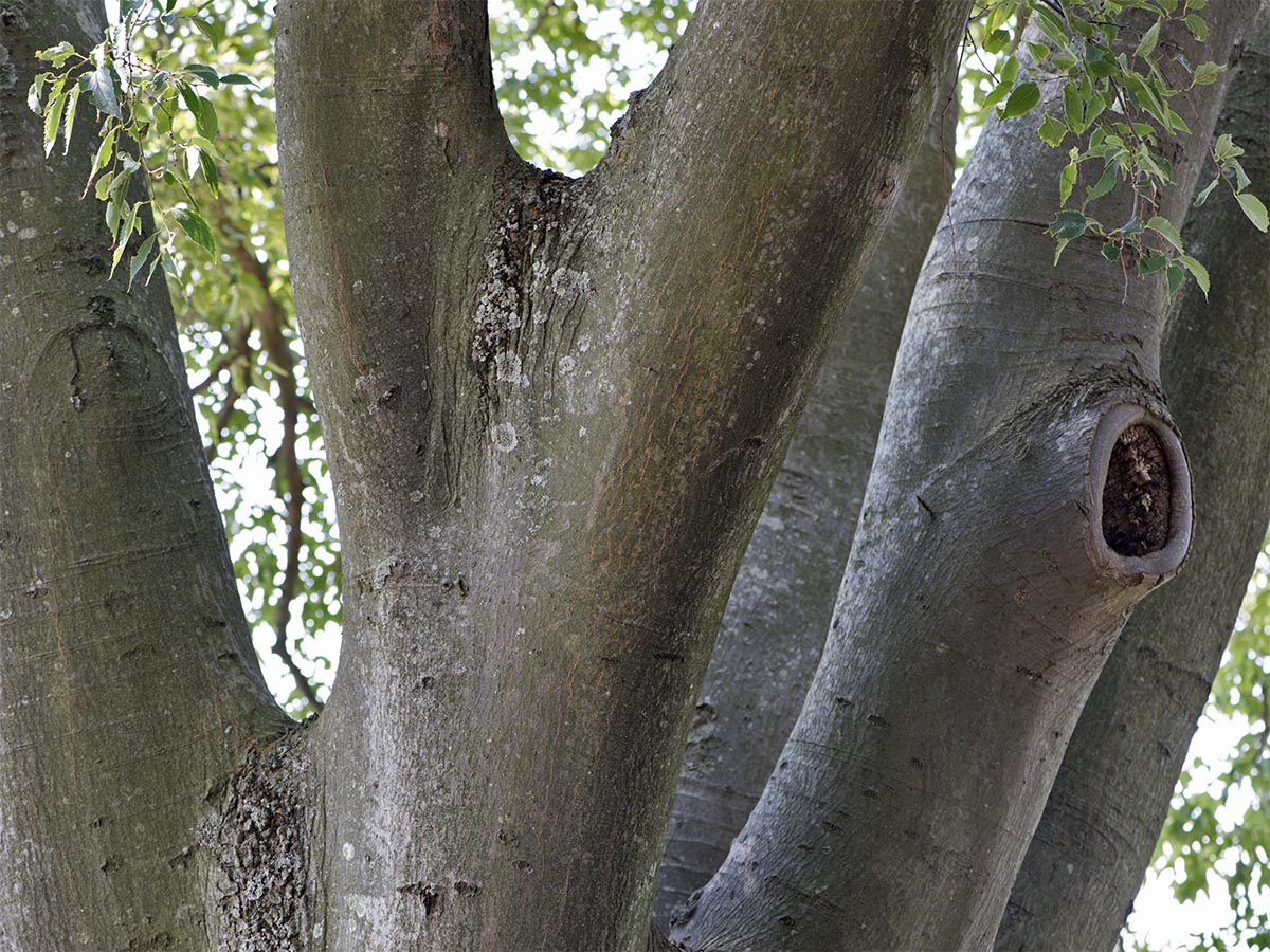 Celtis australis